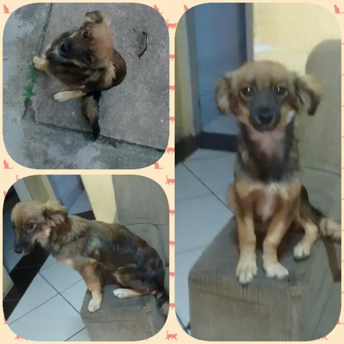 Cachorro raça sem raça definida idade 7 a 11 meses nome Sid e Marley