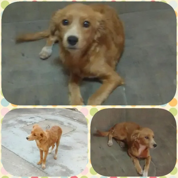 Cachorro raça sem raça definida idade 7 a 11 meses nome Sid e Marley
