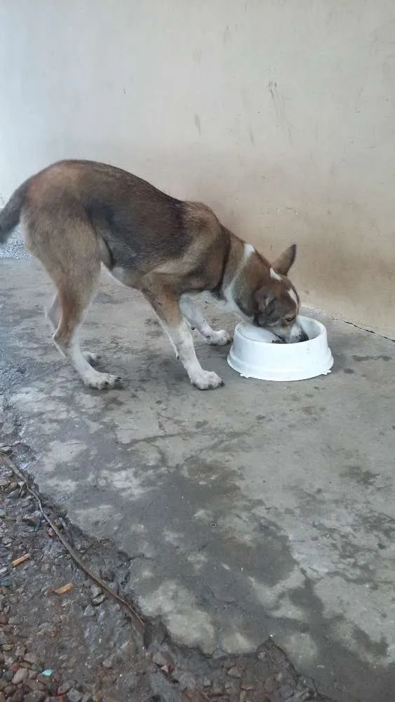 Cachorro ra a Sem raça defenida  idade 7 a 11 meses nome Emy
