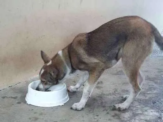 Cachorro ra a Sem raça defenida  idade 7 a 11 meses nome Emy