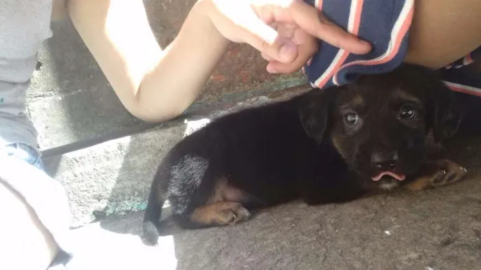 Cachorro ra a  idade 2 a 6 meses nome Drake