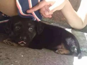 Cachorro raça  idade 2 a 6 meses nome Drake