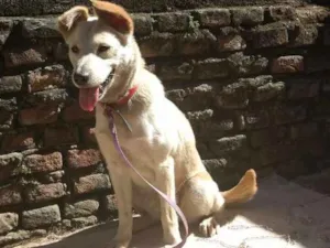 Cachorro raça Imagino que seja vira-lata idade 7 a 11 meses nome Não tem