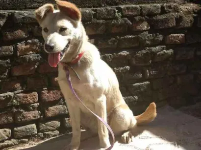 Cachorro raça Imagino que seja vira-lata idade 7 a 11 meses nome Não tem