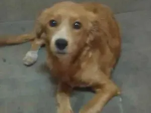 Cachorro raça sem raça definida idade 7 a 11 meses nome Sid e Marley