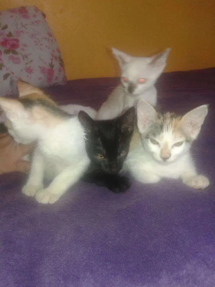 Gato raça Semrraça definida idade 2 a 6 meses nome branquinho, fuinha, 