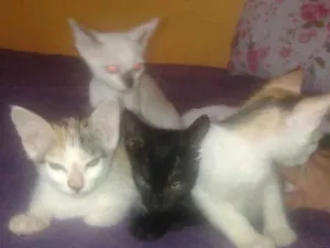 Gato raça Semrraça definida idade 2 a 6 meses nome branquinho, fuinha, 