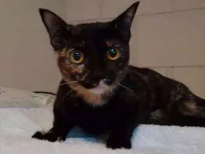 Gato raça  idade 7 a 11 meses nome Paçoca