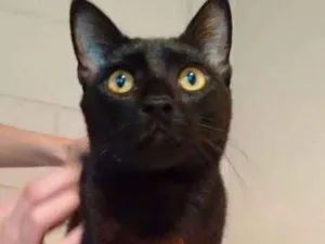 Gato raça  idade 7 a 11 meses nome Thor