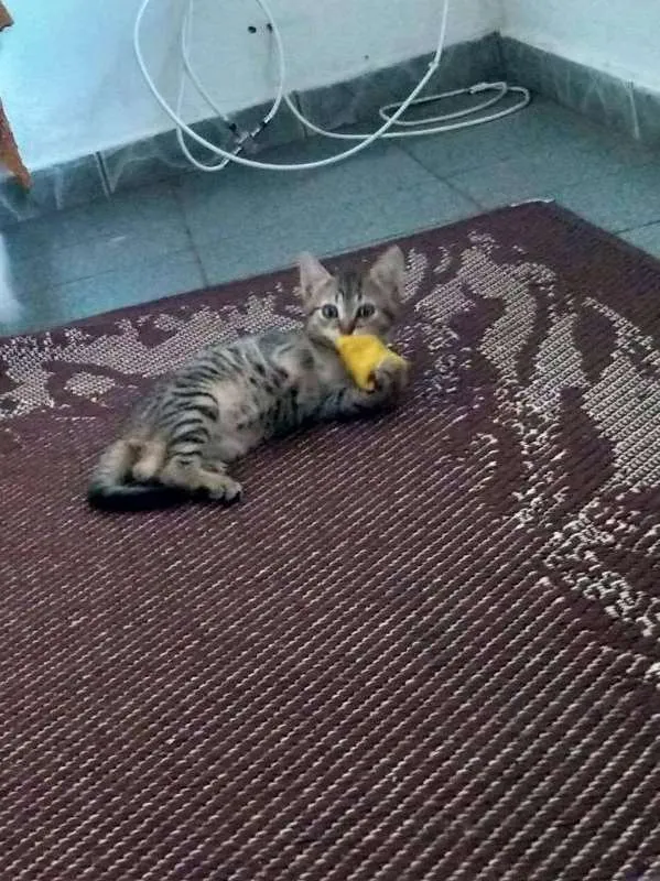 Gato ra a  idade 2 a 6 meses nome luci