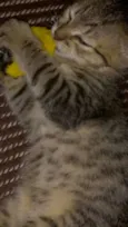 luci