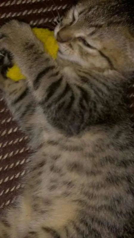Gato ra a  idade 2 a 6 meses nome luci