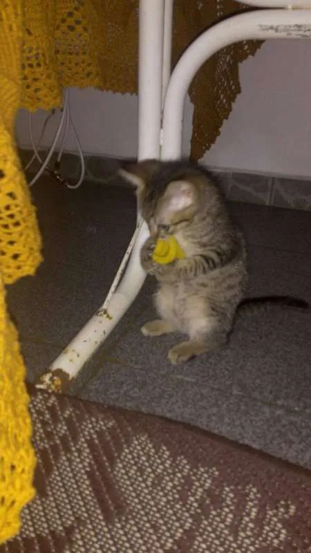 Gato ra a  idade 2 a 6 meses nome luci