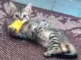 luci