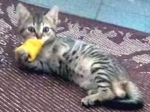 Gato raça  idade 2 a 6 meses nome luci