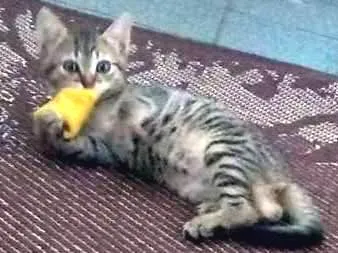 Gato ra a  idade 2 a 6 meses nome luci