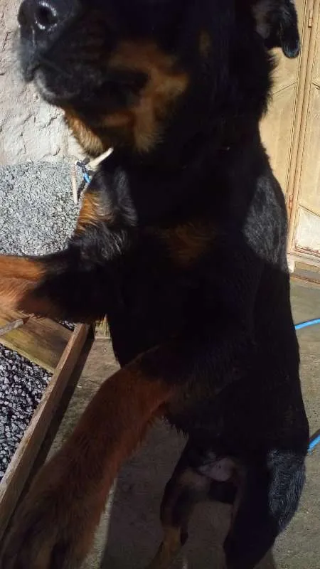 Cachorro raça Rottweiler idade 3 anos nome Aquirys