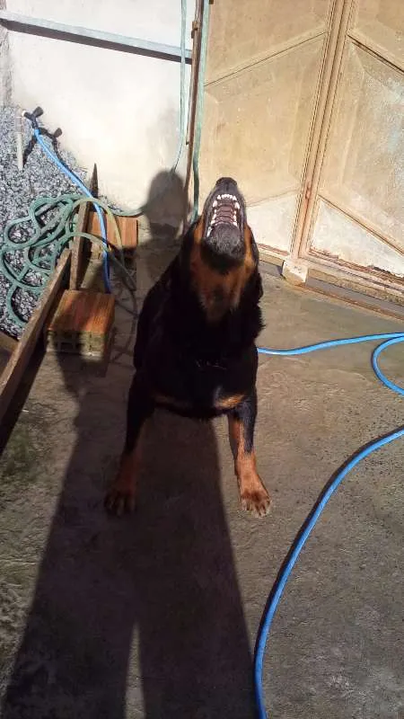 Cachorro raça Rottweiler idade 3 anos nome Aquirys