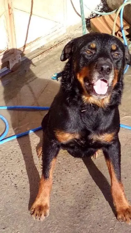 Cachorro raça Rottweiler idade 3 anos nome Aquirys