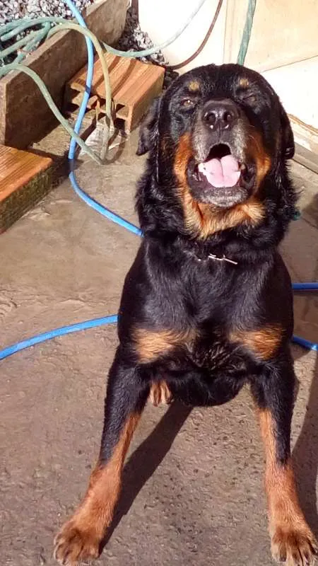 Cachorro raça Rottweiler idade 3 anos nome Aquirys