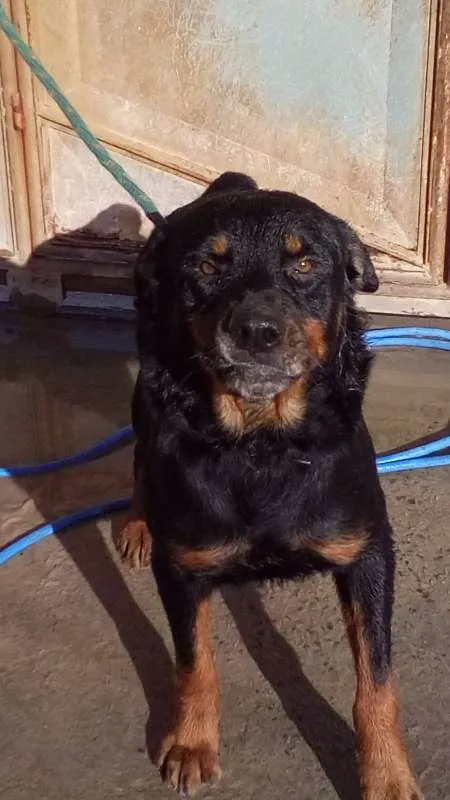 Cachorro raça Rottweiler idade 3 anos nome Aquirys