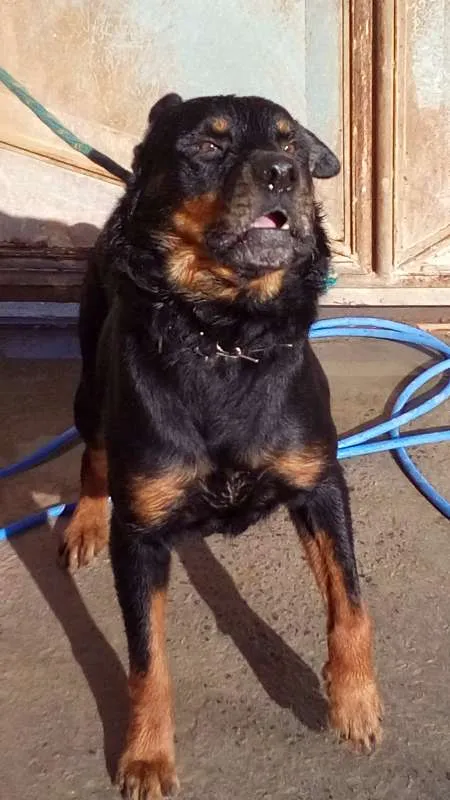 Cachorro raça Rottweiler idade 3 anos nome Aquirys