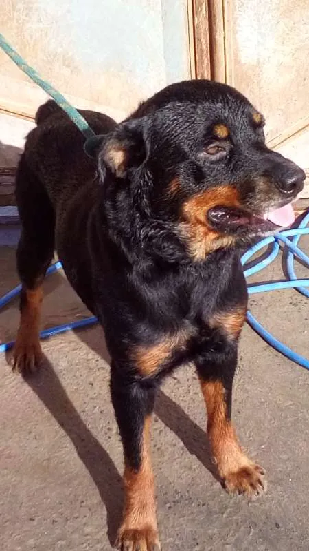 Cachorro raça Rottweiler idade 3 anos nome Aquirys