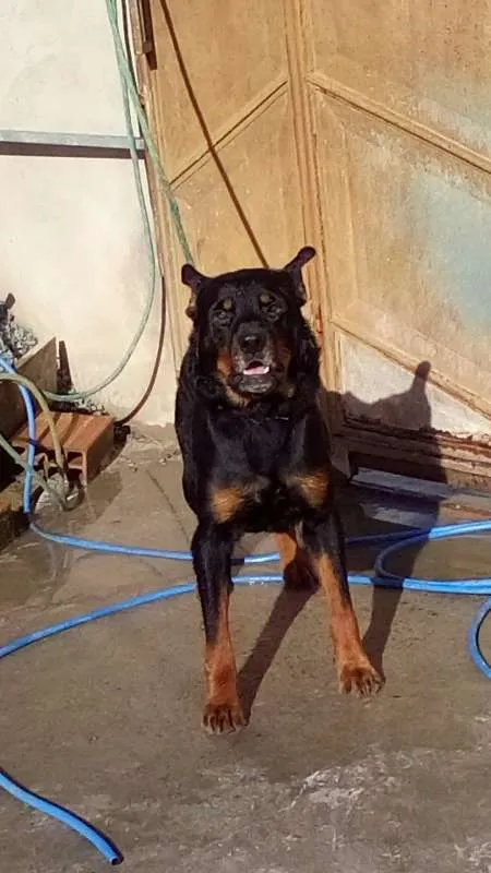 Cachorro raça Rottweiler idade 3 anos nome Aquirys