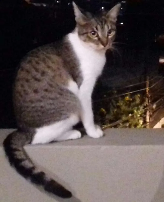 Gato ra a Vira-lata idade 1 ano nome Cindy