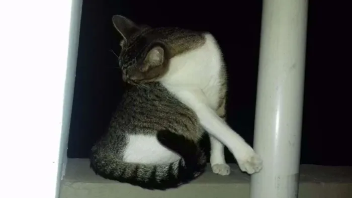 Gato ra a Vira-lata idade 1 ano nome Cindy