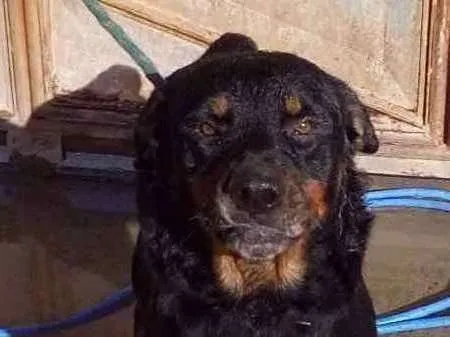 Cachorro raça Rottweiler idade 3 anos nome Aquirys