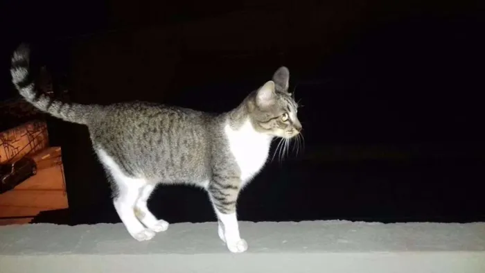 Gato ra a Vira-lata idade 1 ano nome Cindy