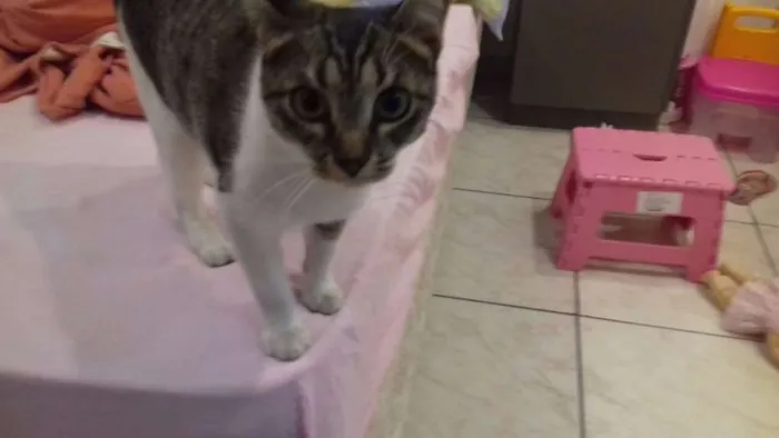 Gato ra a Vira-lata idade 1 ano nome Cindy