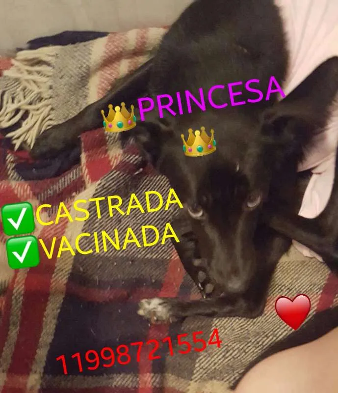 Cachorro ra a Princesa idade 7 a 11 meses nome Princesa