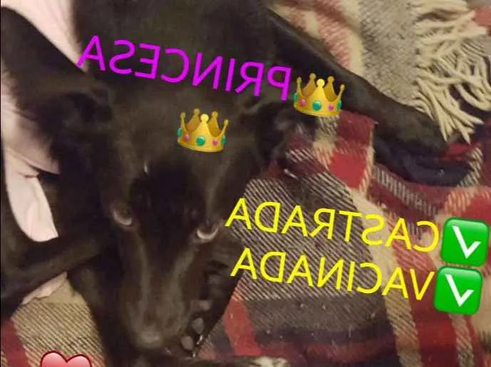 Cachorro ra a Princesa idade 7 a 11 meses nome Princesa