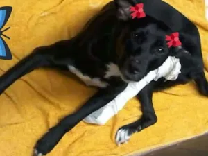 Cachorro raça Cão Legal idade 2 a 6 meses nome Cão Legal