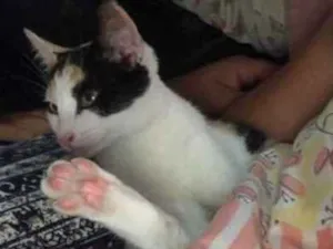 Gato raça  idade 2 a 6 meses nome Sem nome