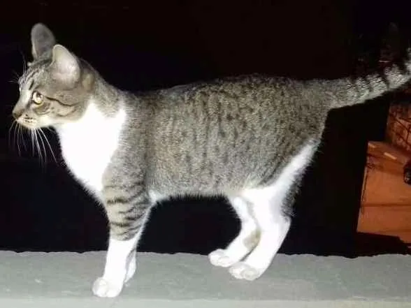 Gato ra a Vira-lata idade 1 ano nome Cindy
