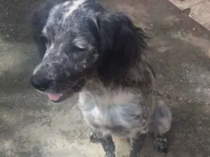 Cachorro raça srd com coker idade 7 a 11 meses nome jailson