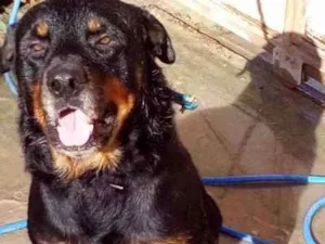 Cachorro raça Rottweiler idade 3 anos nome Aquirys