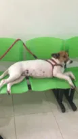 Espertão