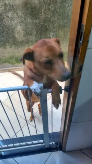 Cachorro raça S/Raça idade 2 anos nome Molly