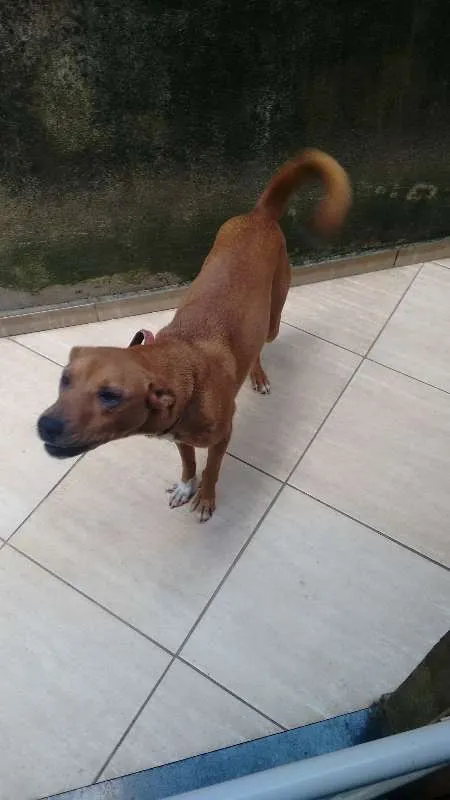 Cachorro raça S/Raça idade 2 anos nome Molly