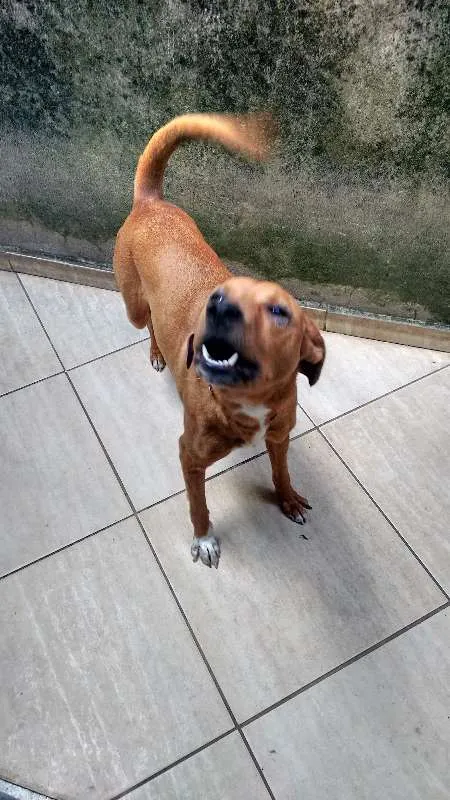 Cachorro raça S/Raça idade 2 anos nome Molly