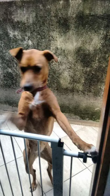Cachorro raça S/Raça idade 2 anos nome Molly