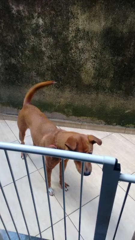 Cachorro raça S/Raça idade 2 anos nome Molly