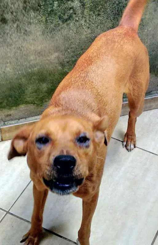 Cachorro raça S/Raça idade 2 anos nome Molly