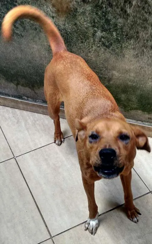 Cachorro raça S/Raça idade 2 anos nome Molly