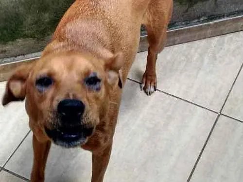 Cachorro raça S/Raça idade 2 anos nome Molly