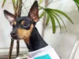 Lola